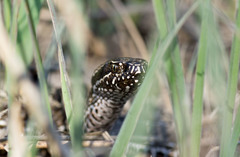Vipera renardi