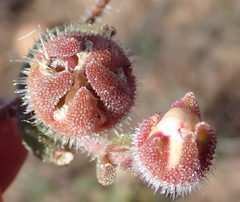 Drosanthemum striatum