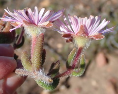 Drosanthemum striatum