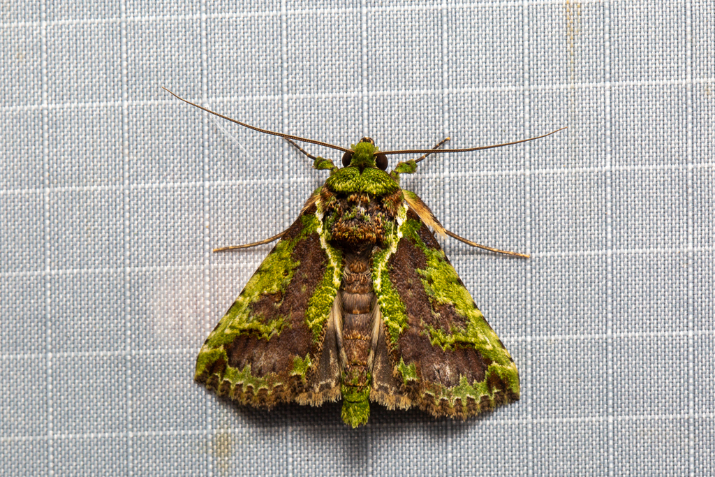 Risoba viridangulata
