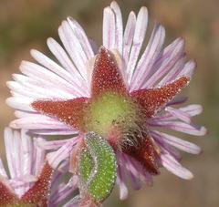 Drosanthemum striatum