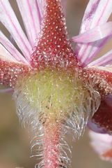 Drosanthemum striatum