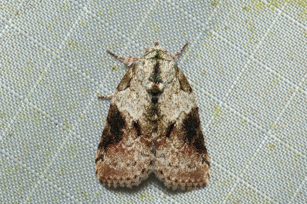Characoma albulalis