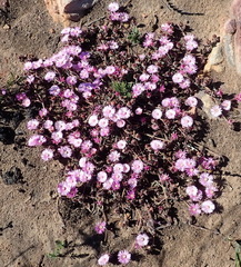 Drosanthemum striatum