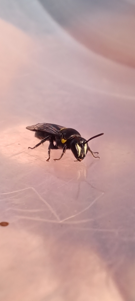 Cloudy Masked Bee from South West Rocks NSW 2431, Australia on April 9 ...