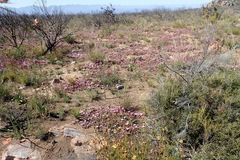 Drosanthemum striatum