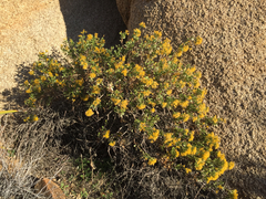 Ericameria cuneata spathulata