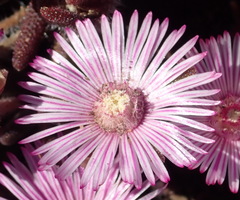 Drosanthemum striatum