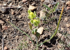 Albuca aurea
