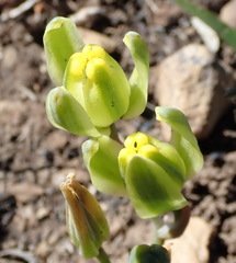 Albuca aurea