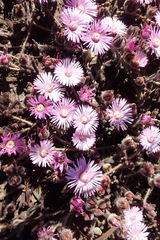 Drosanthemum striatum