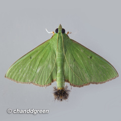 Parotis punctiferalis