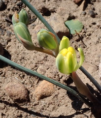 Albuca aurea