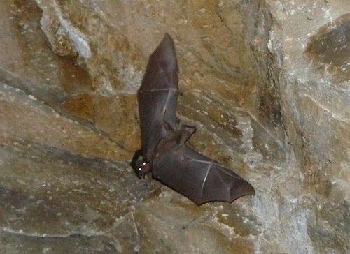 Egyptian Rousette