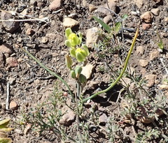 Albuca aurea