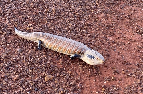 Centralian Bluetongue