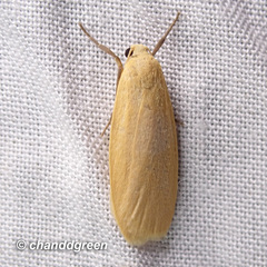 Manulea fuscodorsalis