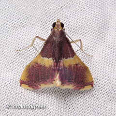 Endotricha mesenterialis