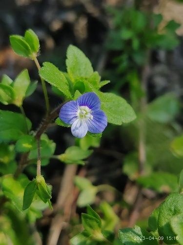 Veronica persica