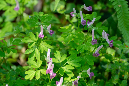 Image of Corydalis decumbens by (c) WATANABE Hitoshi 渡辺仁, some rights reserved (CC BY)