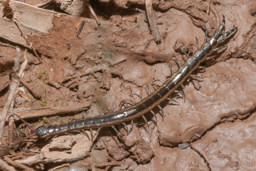 Scolopendra laeta