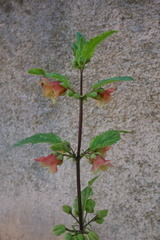 Scrophularia trifoliata