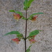 Scrophularia trifoliata - Photo (c) Mattia Menchetti, μερικά δικαιώματα διατηρούνται (CC BY), uploaded by Mattia Menchetti