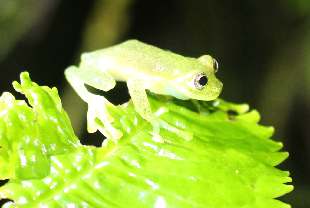 Nymphargus from Metropolitan District of Quito, Ecuador on April 07
