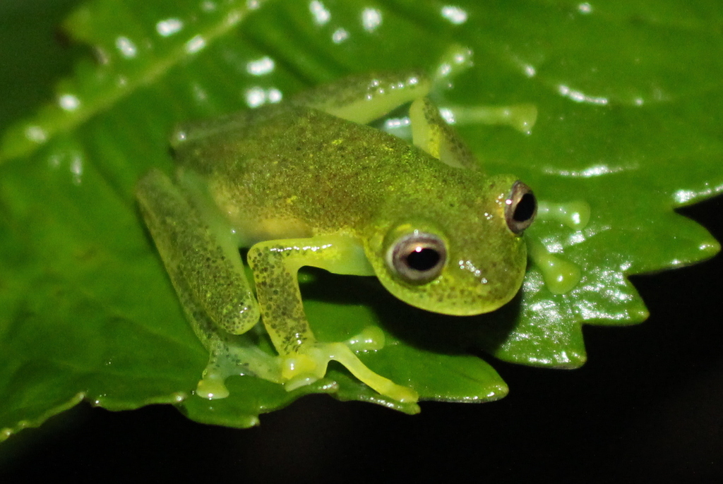 Las Gralarias Glassfrog
