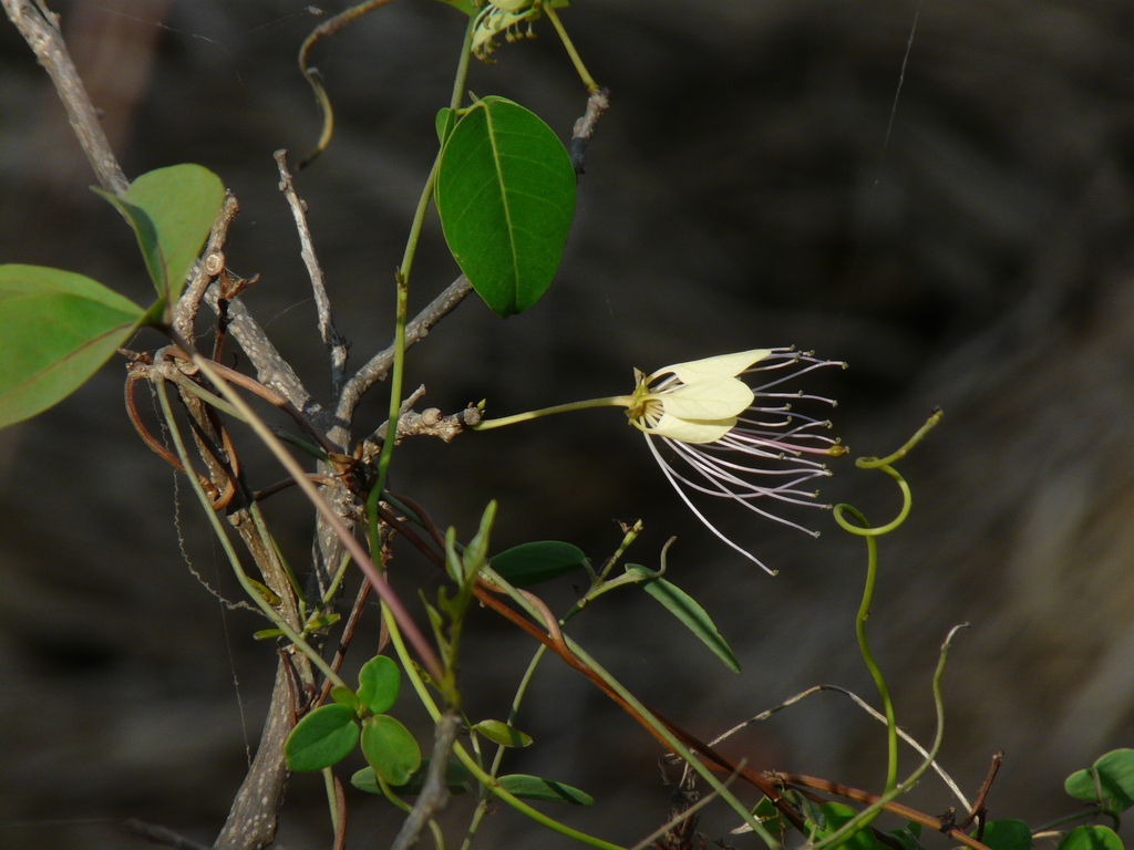 Crateva adansonii, Waghbil village creek, Thane