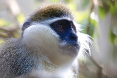 Chlorocebus aethiops