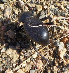 Eleodes grandicollis