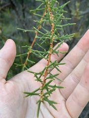 Hakea varia