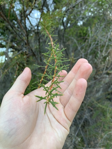 Hakea varia, photograph 1
