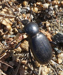 Eleodes grandicollis