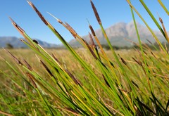 Eleocharis limosa