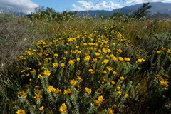 Oedera fruticosa