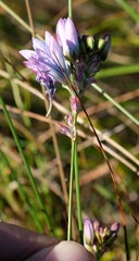 Ixia longistylis