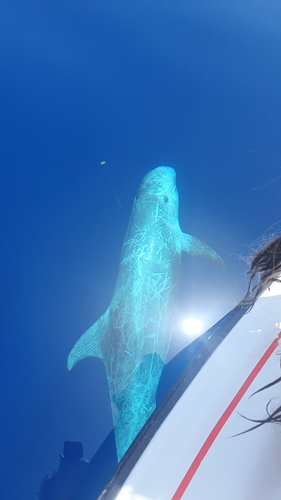 Risso's Dolphin
