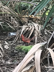 Cardinalis cardinalis image