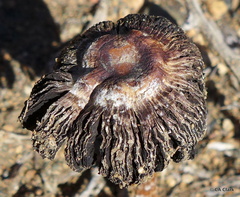 Montagnea arenaria
