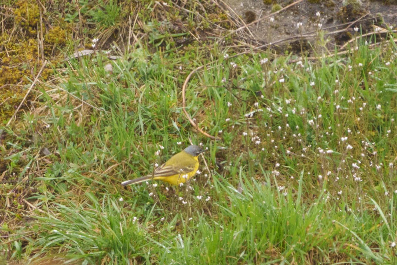 Western Yellow Wagtail
