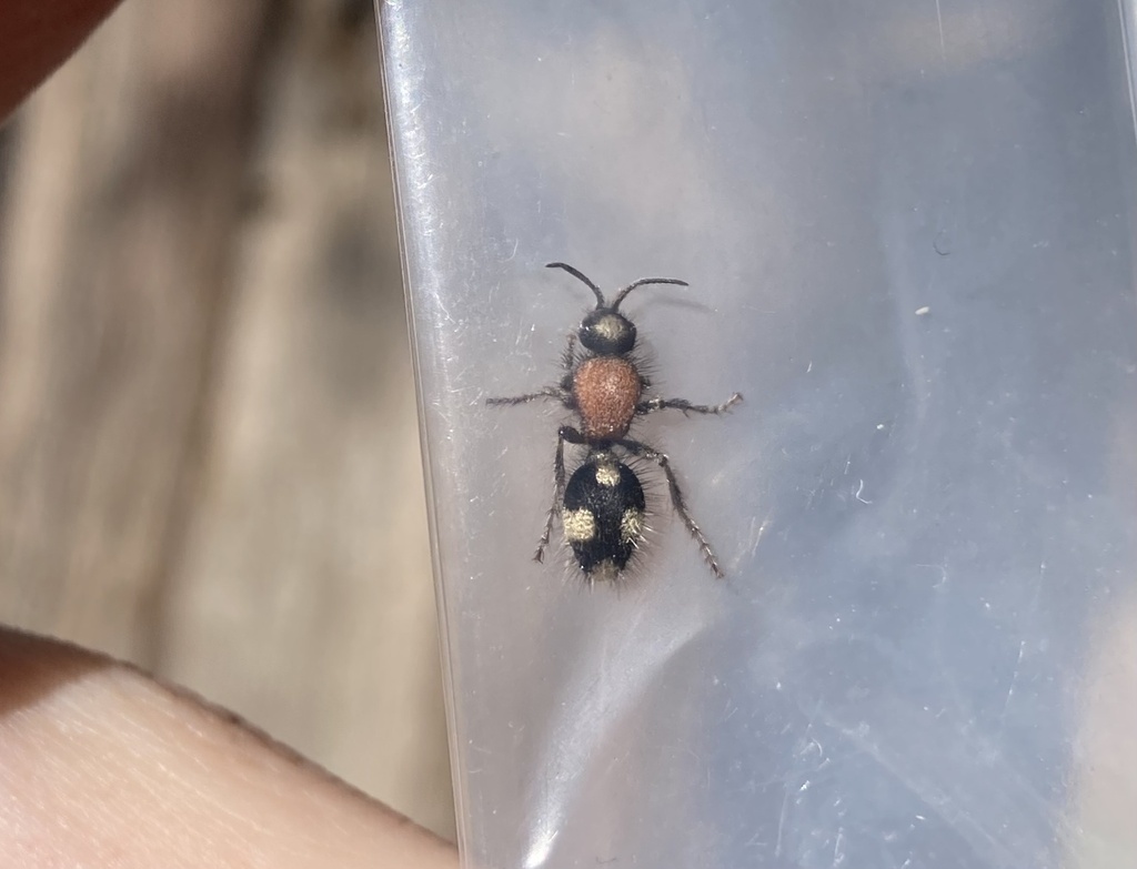 Dasylabris mandersternii