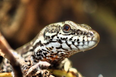 Podarcis muralis