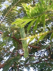 Senegalia polyacantha