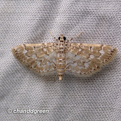 Metoeca nymphulalis