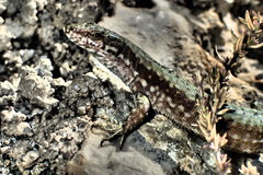Podarcis muralis