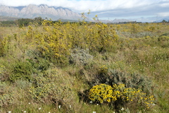 Leucadendron corymbosum
