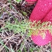 photo of Common Yarrow (Achillea millefolium)
