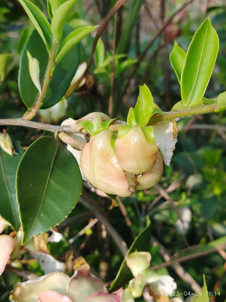 Camellia Leaf Gall